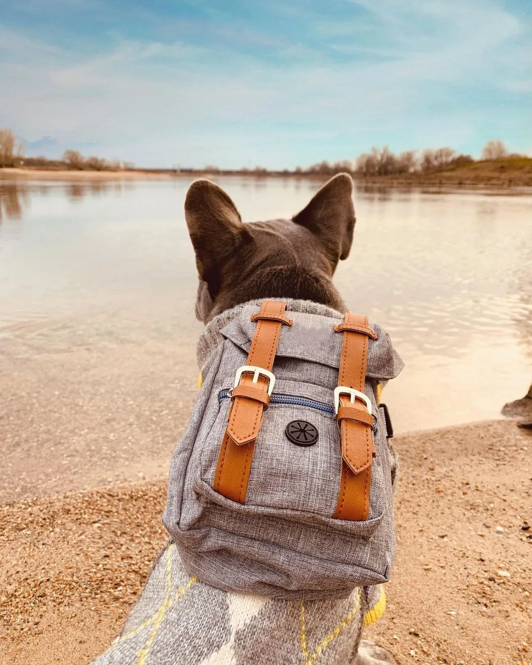 Dog Backpack