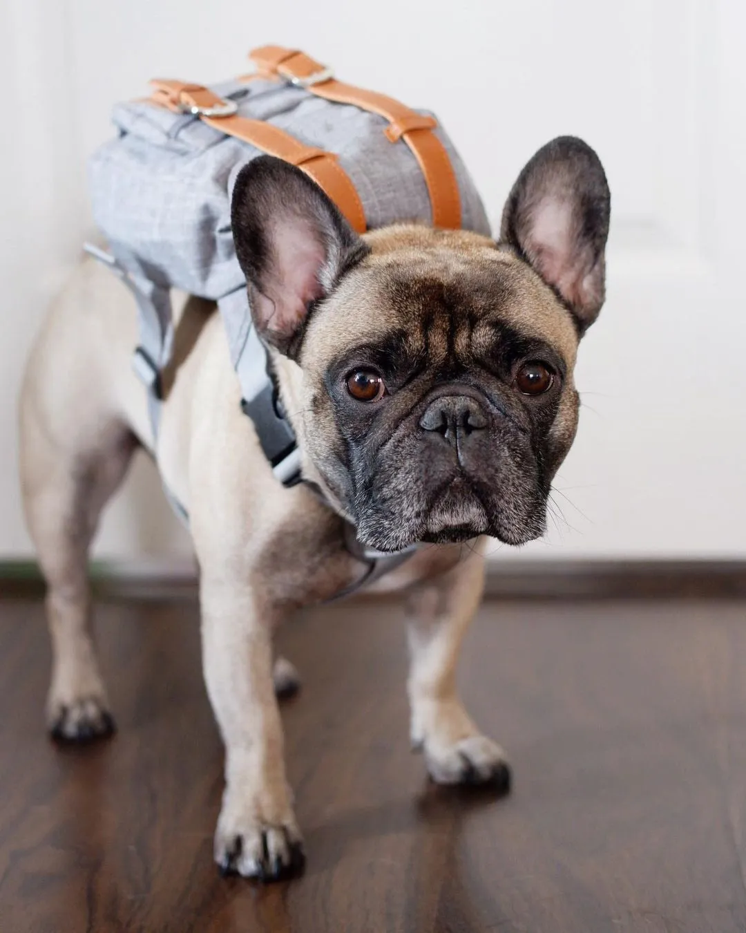 Dog Backpack