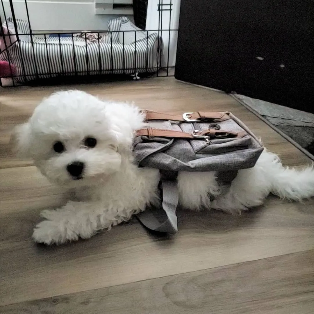 Dog Backpack