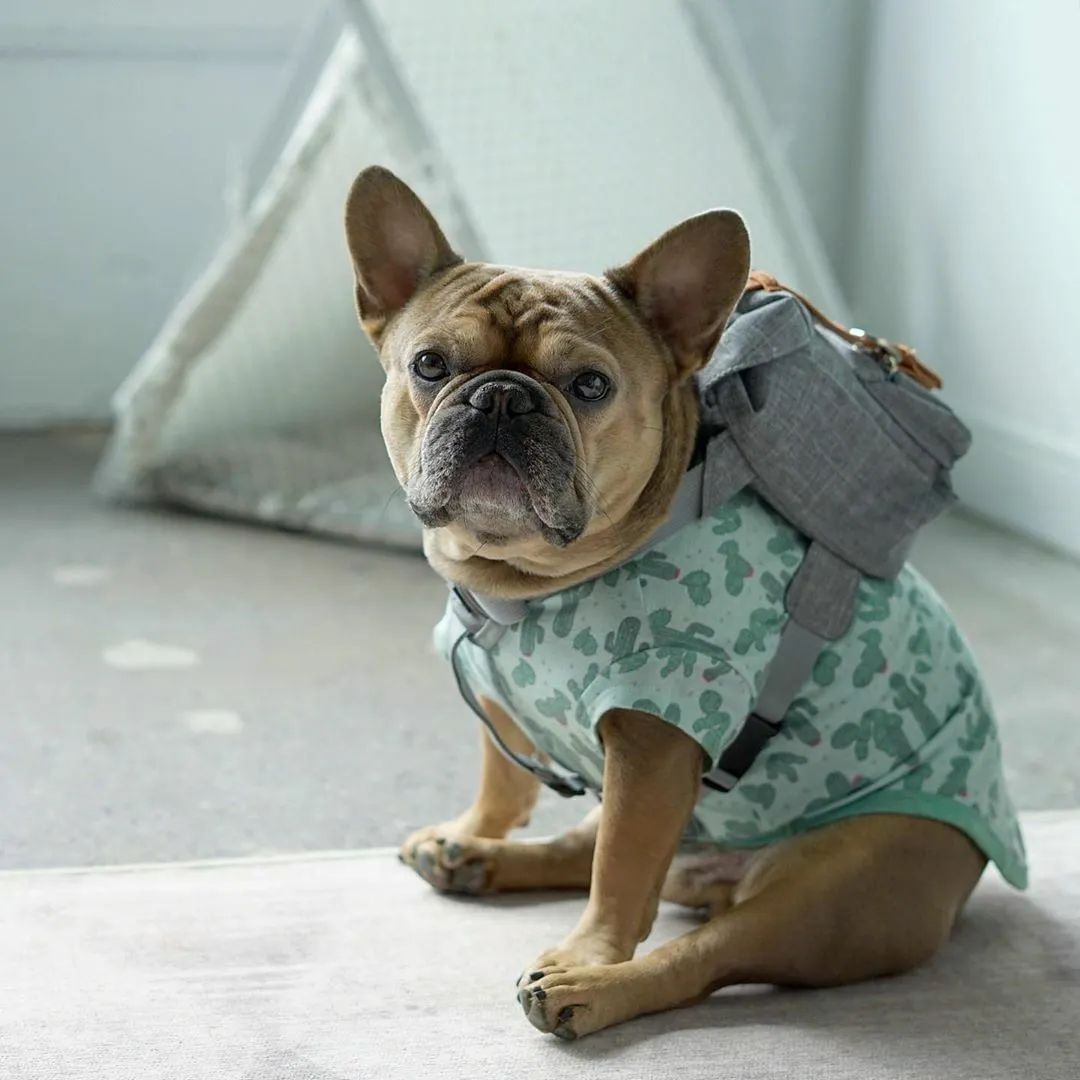 Dog Backpack