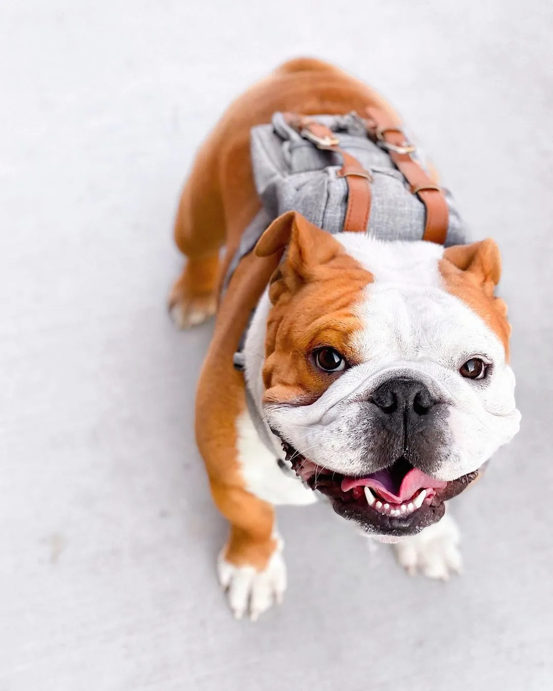 Dog Backpack